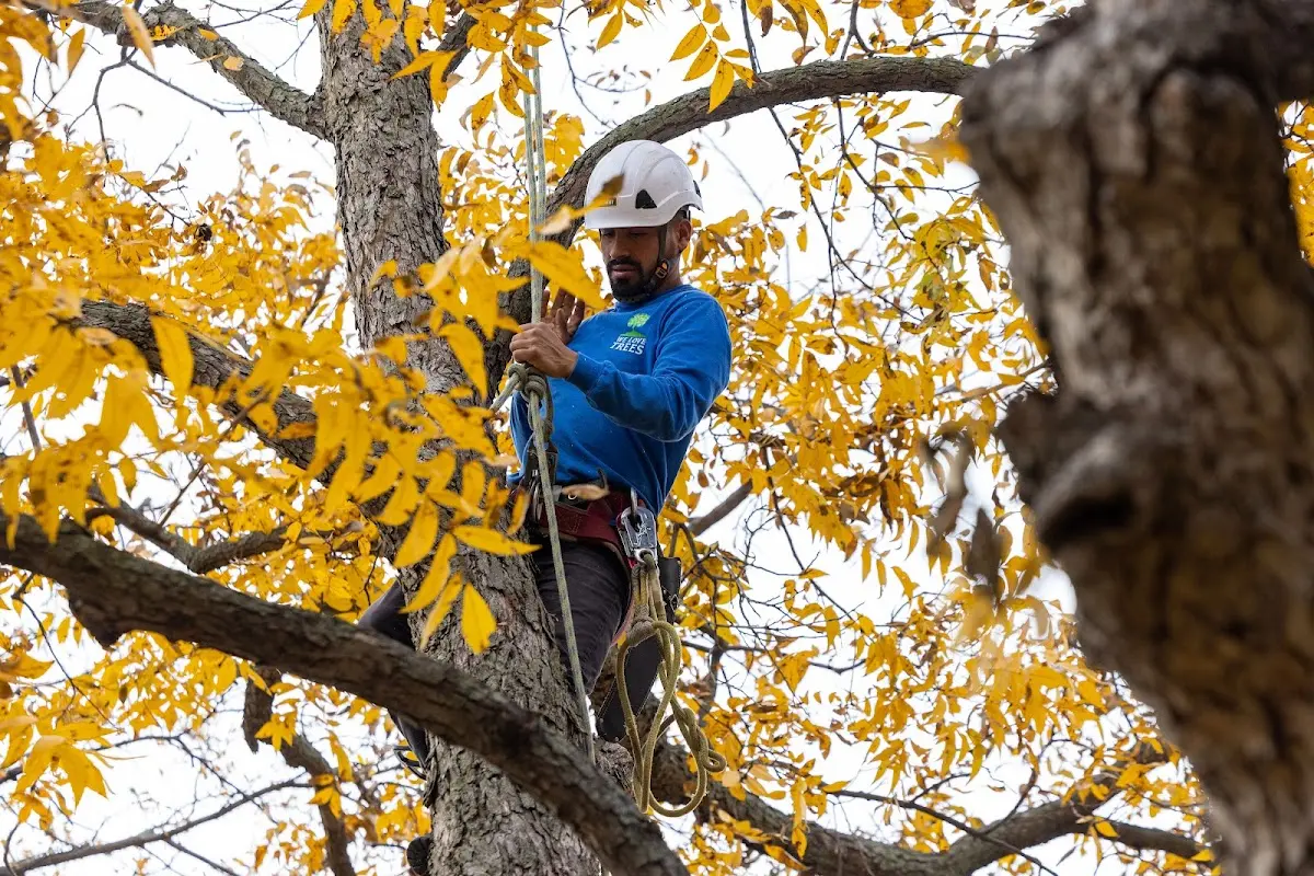 Skilled Tree Planing crew working in Barnardsville