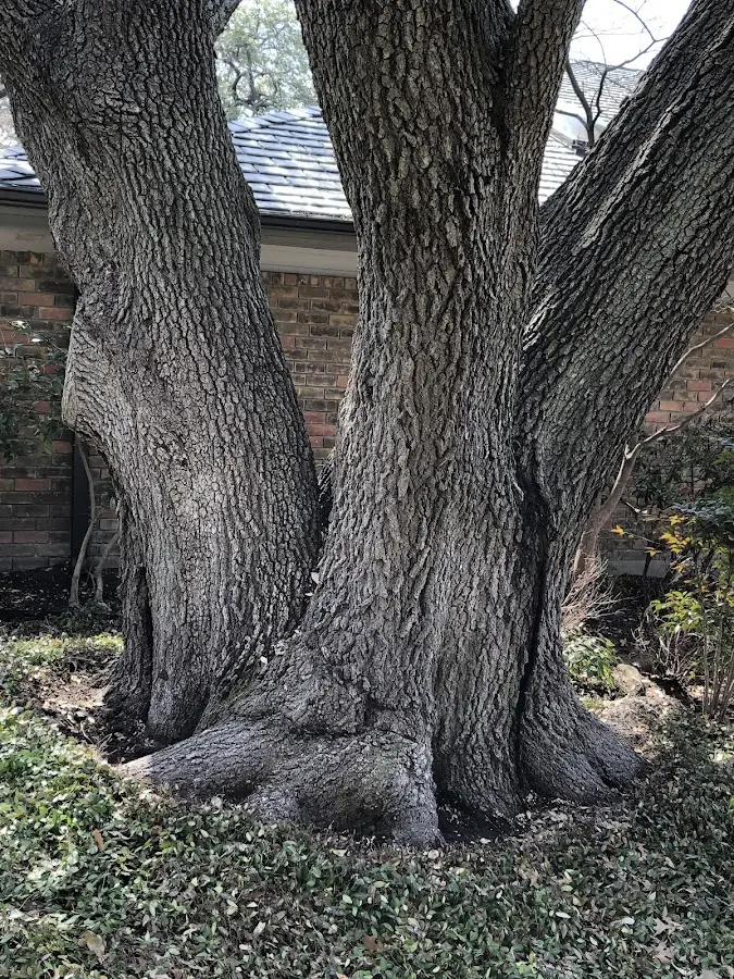 Mature heritage tree close to a Barnardsville property cared for by certified arborists